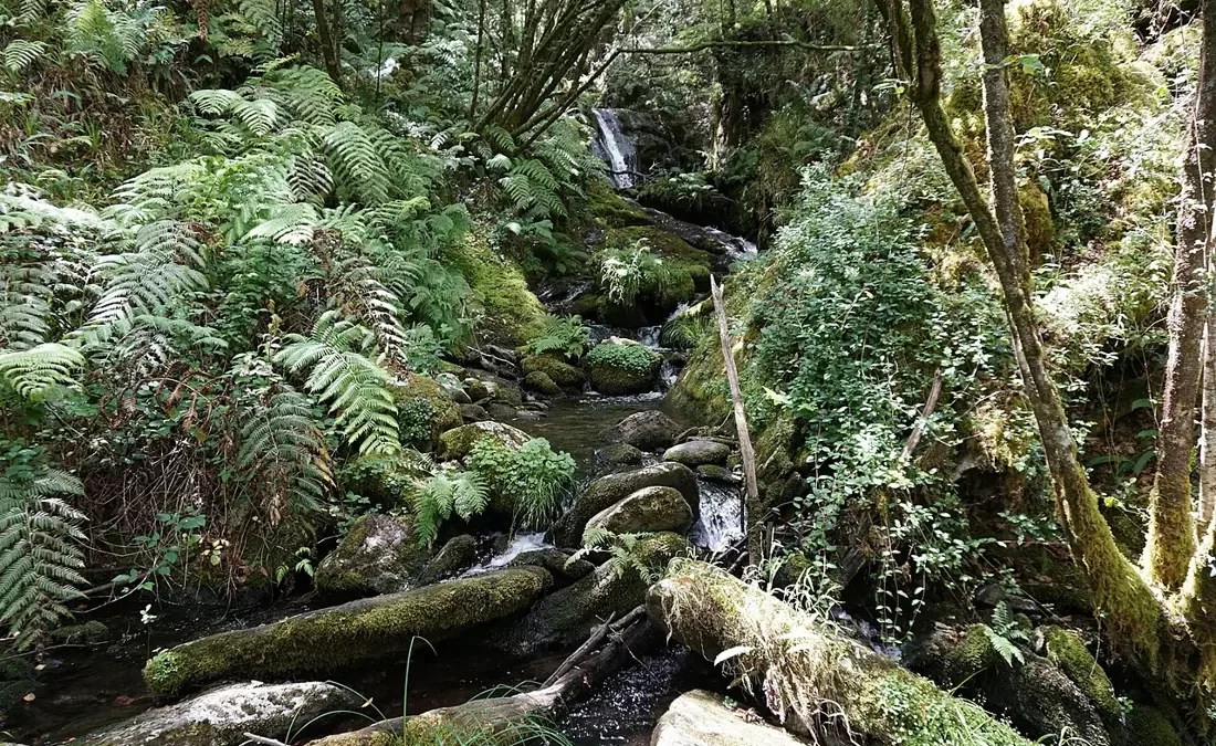 Riachuelo rodeado de helechos y bosque atlántico en las Fragas do Eume