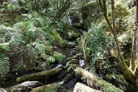 Riachuelo rodeado de helechos y bosque atlántico en las Fragas do Eume