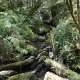 Riachuelo rodeado de helechos y bosque atlántico en las Fragas do Eume