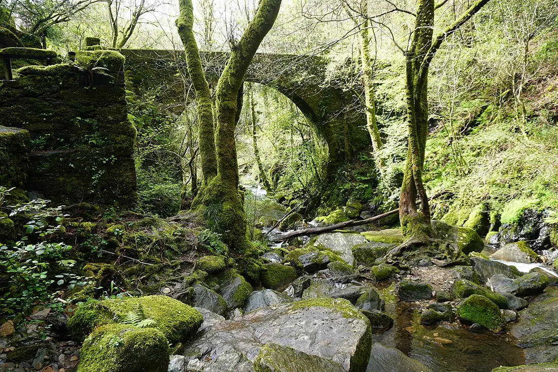 Puente de piedra entre árboles cerca del monasterio de Caaveiro, en las Fragas do Eume